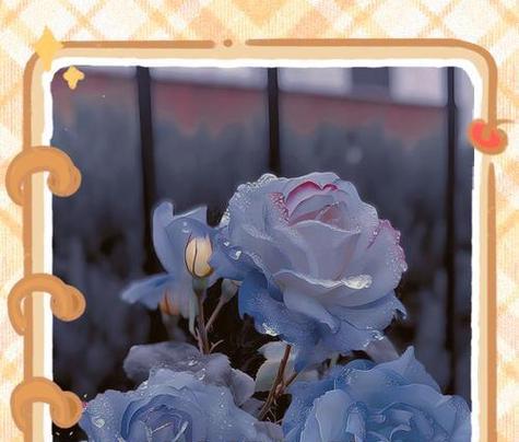 昭君玫瑰花语有哪些含义？如何用昭君玫瑰表达情感？