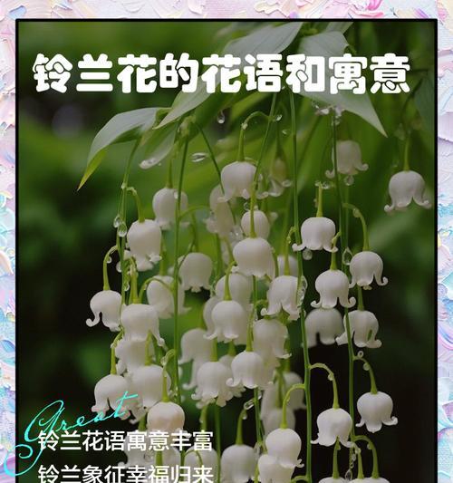 长花语及寓意是什么？长花在花语中代表什么？