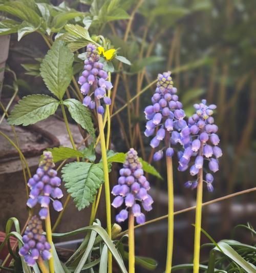 紫葡萄花花语有哪些特点？紫葡萄花代表什么意义？