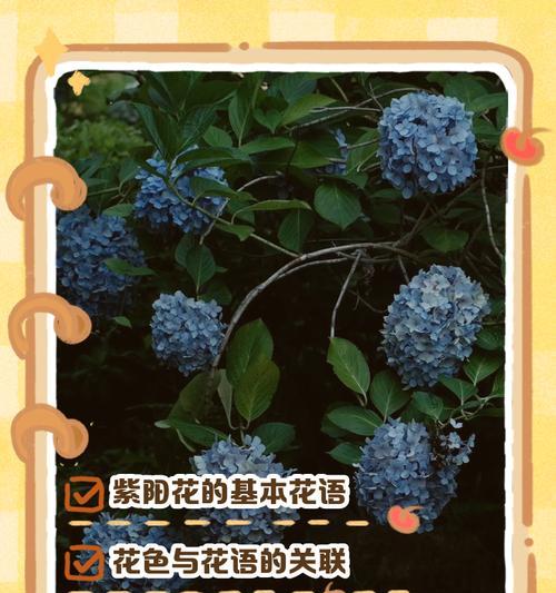 花语大全月昙包含哪些内容？月昙花语有何特别之处？
