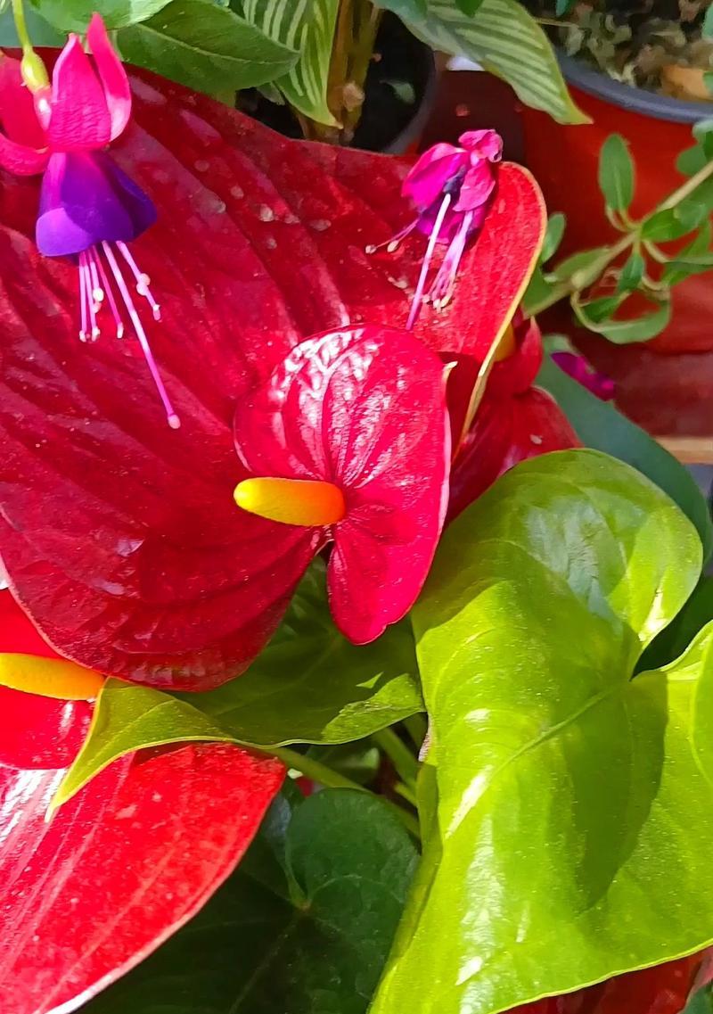 各色红掌花语有何不同？红掌花语在表达上有哪些差异？