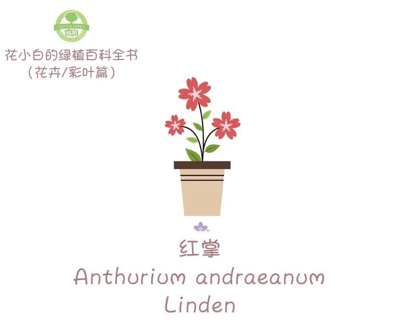 各色红掌花语有何不同？红掌花语在表达上有哪些差异？