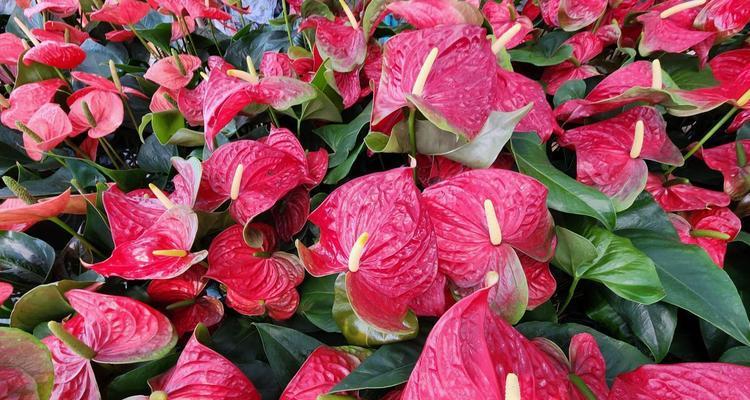 各色红掌花语有何不同？红掌花语在表达上有哪些差异？