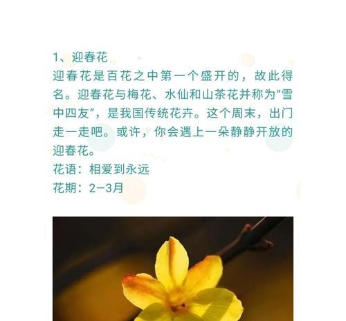 保护花的花语有何深意？如何用花语表达保护之情？