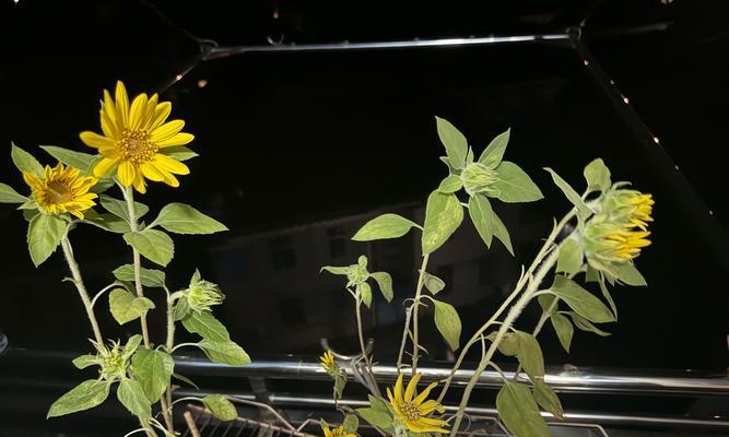 富贵籽树花语代表什么？它在花语中象征着什么？