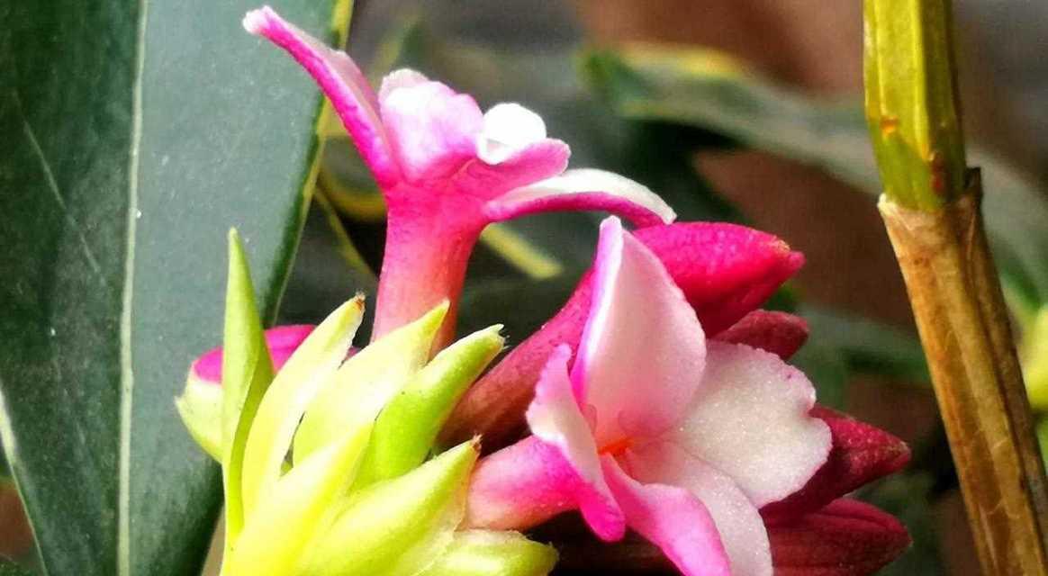 富贵籽树花语代表什么？它在花语中象征着什么？