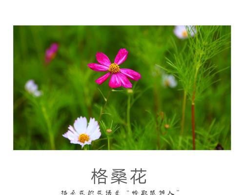 富贵籽树花语代表什么？它在花语中象征着什么？