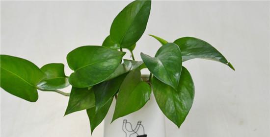 绿萝花语签名有何特别之处？绿萝花语在签名中如何应用？