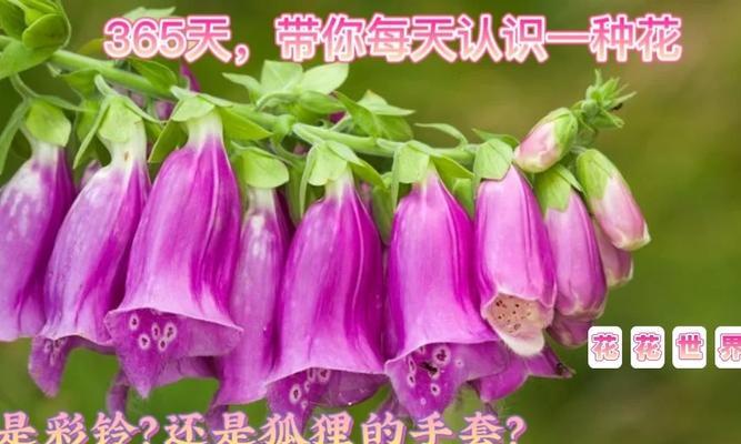地黄花的花语是什么？地黄花在花语中有哪些含义？