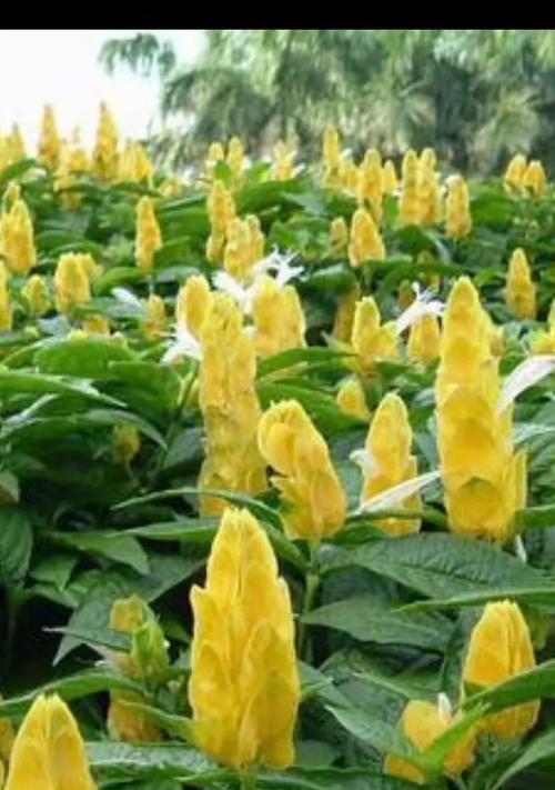 鸭嘴花的花语有何寓意？鸭嘴花在花语中代表什么？