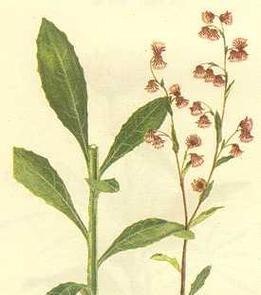 鸭嘴花的花语有何寓意？鸭嘴花在花语中代表什么？