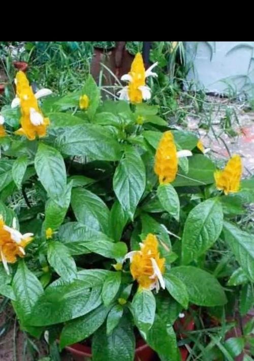 鸭嘴花的花语有何寓意？鸭嘴花在花语中代表什么？
