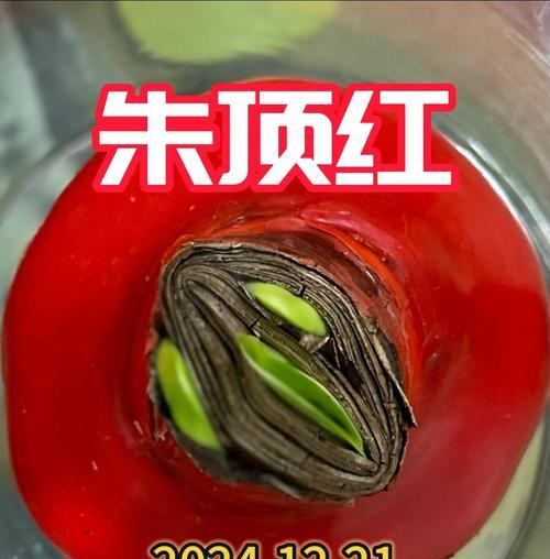 了朱顶红花语有哪些含义？朱顶红花语在表达上有什么特别？