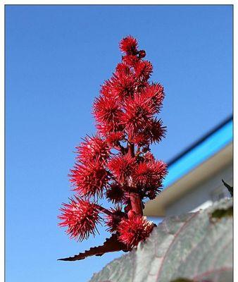 蓖麻花语寓意是什么？蓖麻花在花语中扮演什么角色？