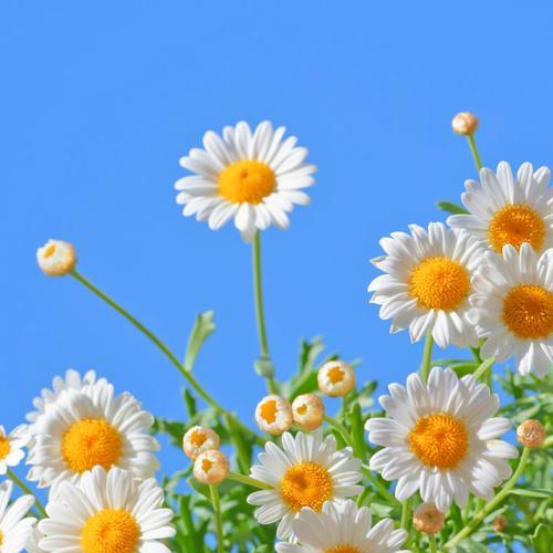 雏菊插花花语有何深意？雏菊在插花中如何表达情感？