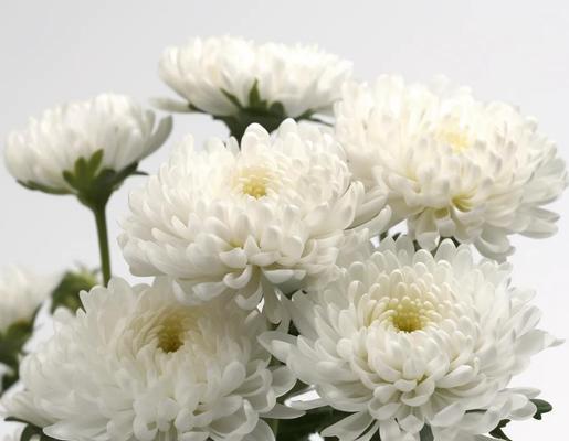 秋季菊花花语是什么？菊花在秋季表达什么样的情感？
