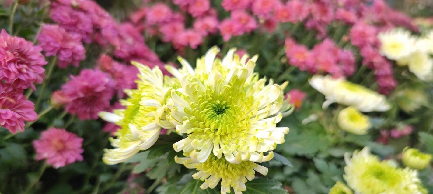 秋季菊花花语是什么？菊花在秋季表达什么样的情感？