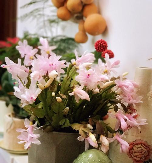 毛蟹爪兰花语有哪些特点？毛蟹爪兰在花语中代表什么？