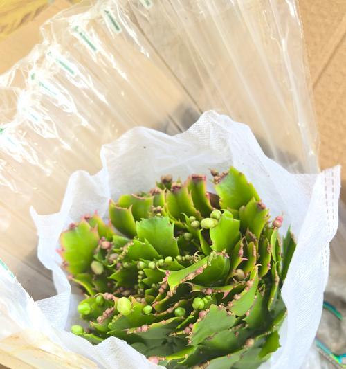 毛蟹爪兰花语有哪些特点？毛蟹爪兰在花语中代表什么？