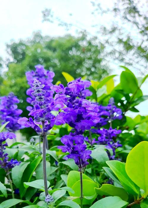 鼠尾花的花语是什么意思？鼠尾花在花语中象征着什么？