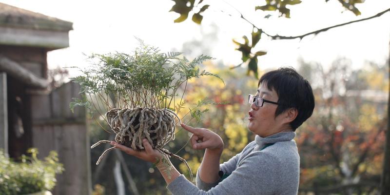 狼尾蕨花语有何含义？狼尾蕨在花语中扮演什么角色？