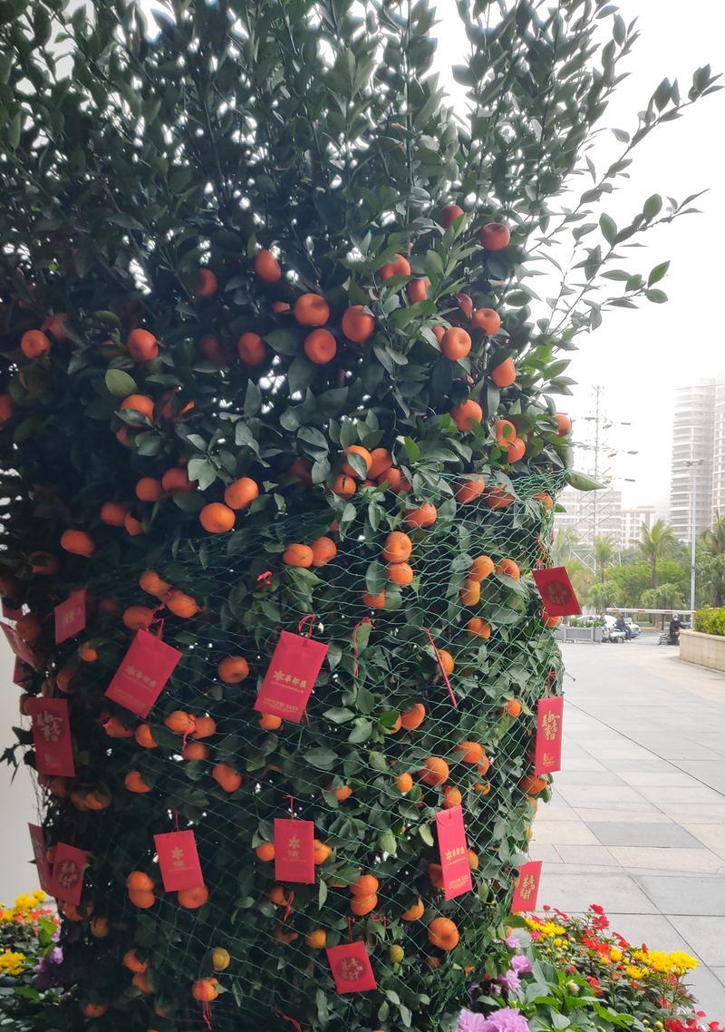 新年金桔花语代表什么含义？