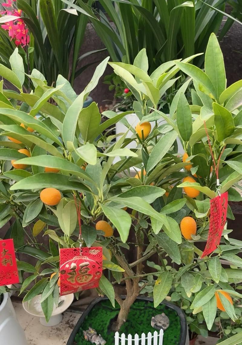 新年金桔花语代表什么含义？