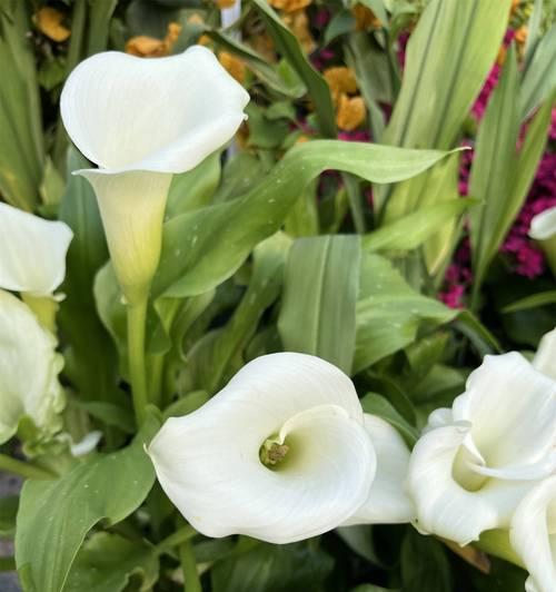白马蹄花花语是什么意思？