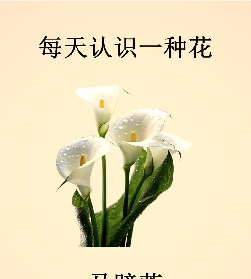 白马蹄花花语是什么意思？