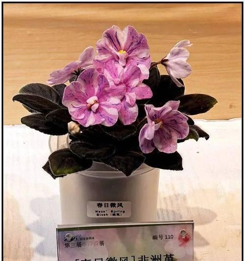苦苣苔花花语代表什么？