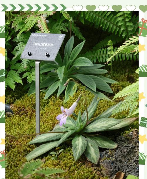 苦苣苔花花语代表什么？