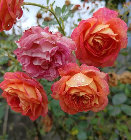 奉献花的花语是什么？