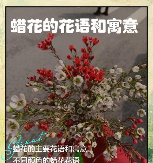 奉献花的花语是什么？