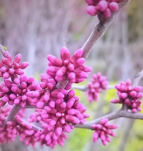 清华紫荆花语代表什么？