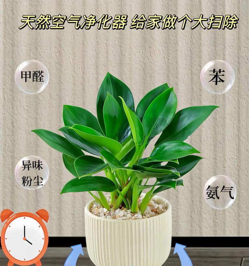 植物金钻花语代表什么？