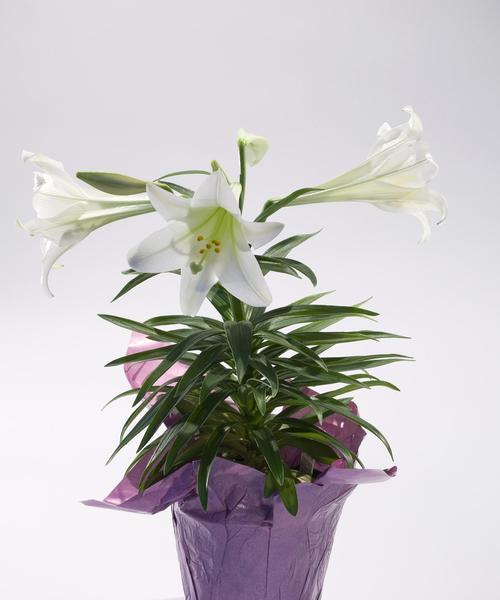 植物金钻花语代表什么？
