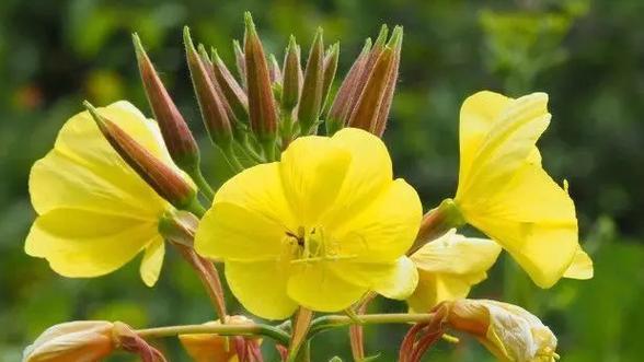 晚樱草的花语代表什么？