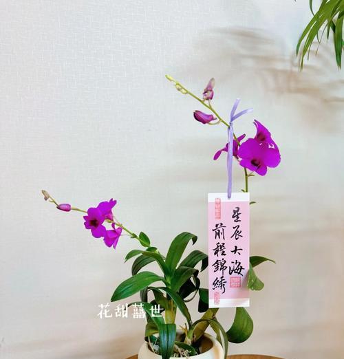 紫蝶石斛花语是什么？