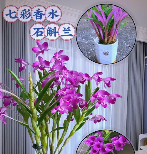 紫蝶石斛花语是什么？