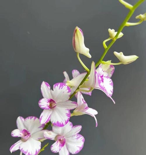 紫蝶石斛花语是什么？