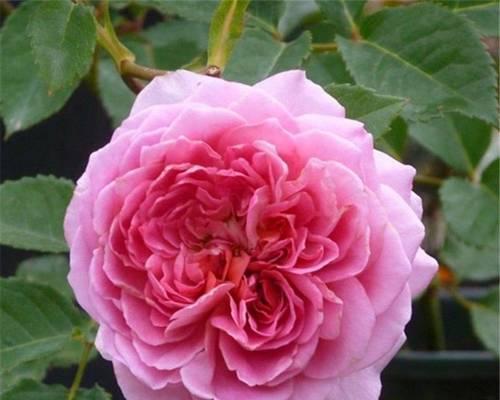 皇宫月季花语代表什么？