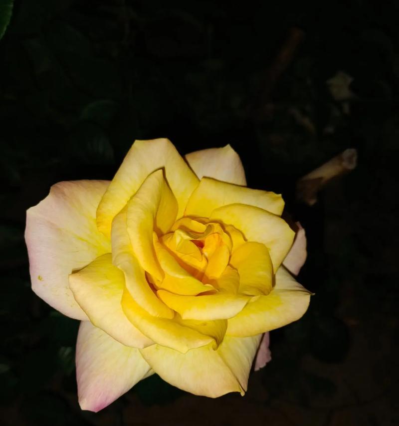 皇宫月季花语代表什么？
