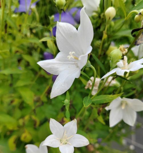 绿色橘梗花语代表什么？