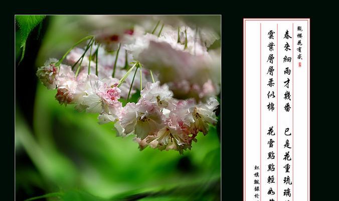 12卷的花语代表什么？