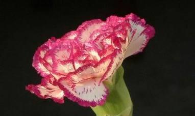 12卷的花语代表什么？