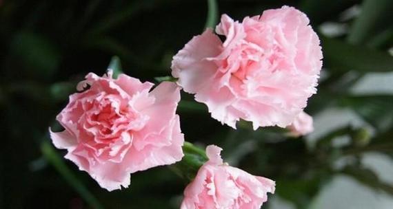 芙蓉树的花语是什么？