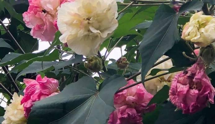 芙蓉树的花语是什么？