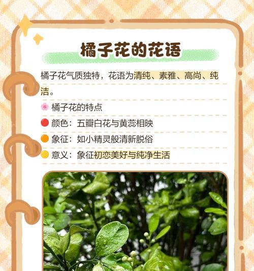 花语好奇的花代表什么？