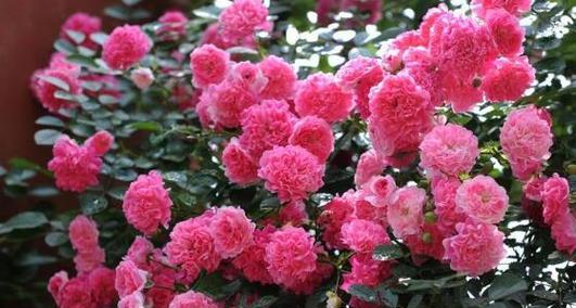 蔷薇花语初恋代表什么？