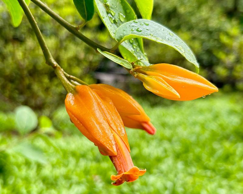 瓶子花的花语代表什么？